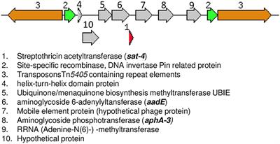 Genotypes and Phenotypes of Enterococci Isolated From Broiler Chickens